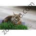 Котешка трева - 100гр. - KERBL